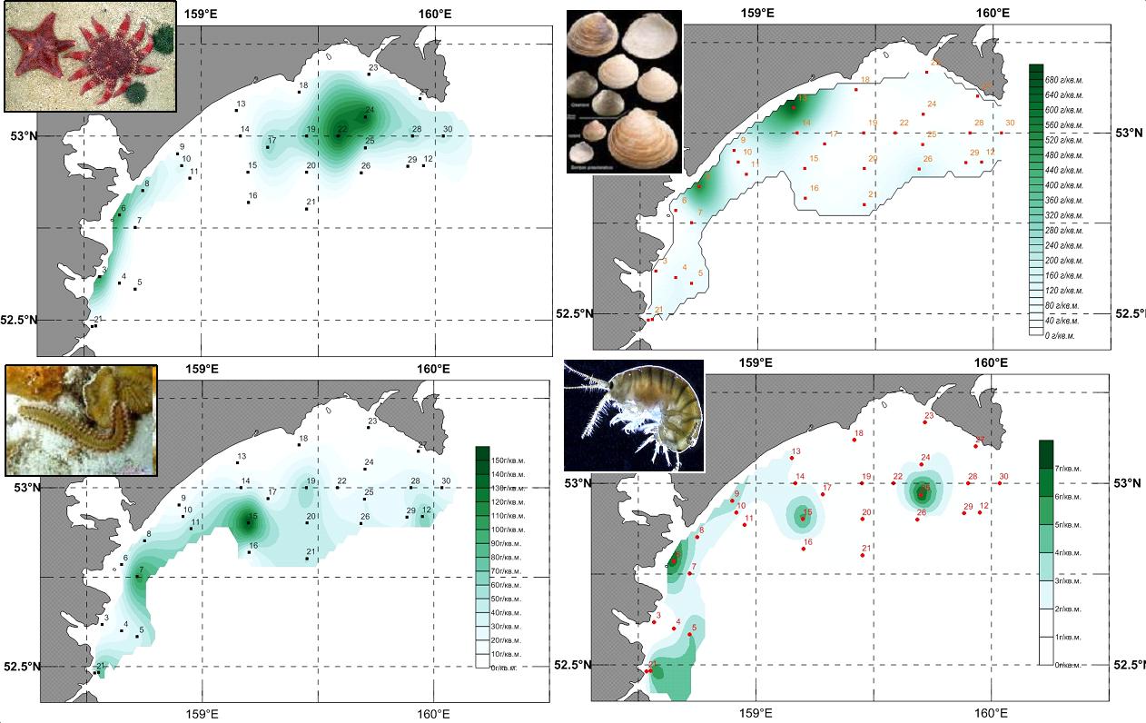Распределение суммарной биомассы бентоса на шельфе Авачинского залива (Восточная Камчатка) в летний период 2010 г.