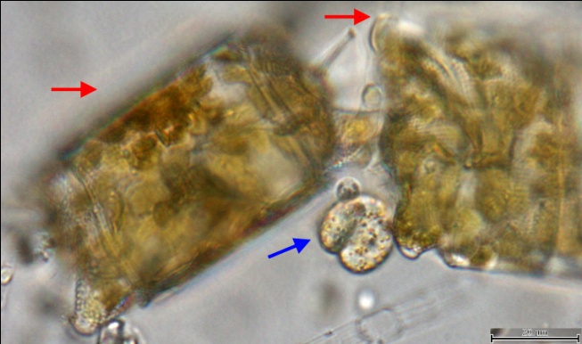 Рис. 11. Динофлагеллята Gymnodinium sp. 2 (синяя стрелка). рядом диатомея Odontella aurita (красные стрелки)